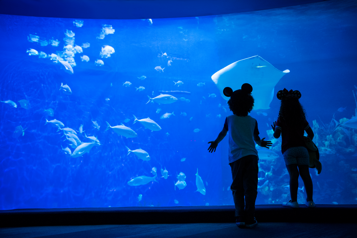 Children in front of an aquarium Children in front of an aquarium
