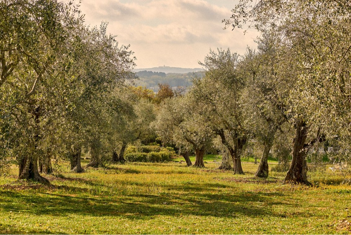 Allée bordée d’arbres avec vue panoramique sur les montagnes verdoyantes au Club Med Opio en Provence, idéale pour se promener.