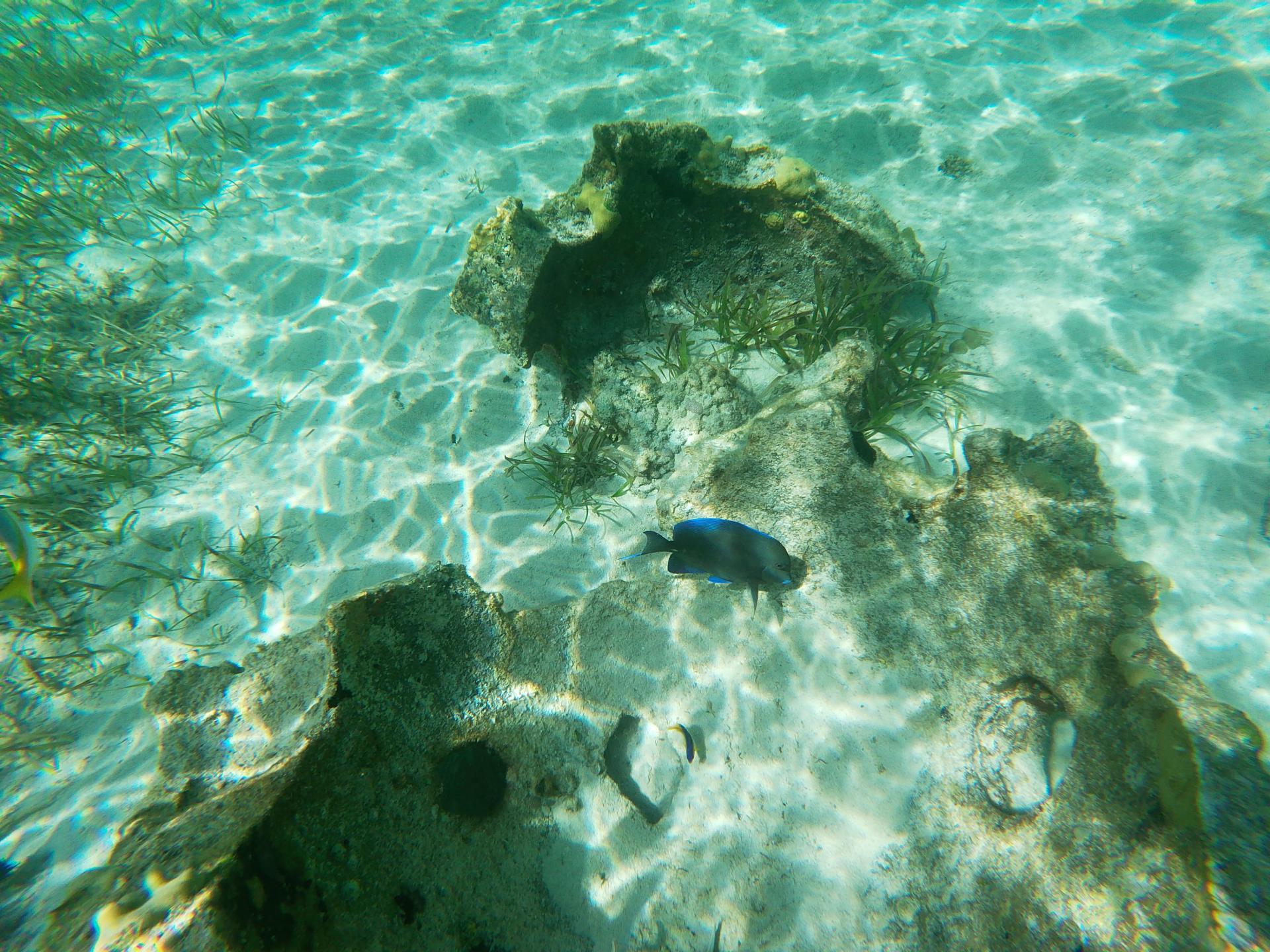Lagon Lagon