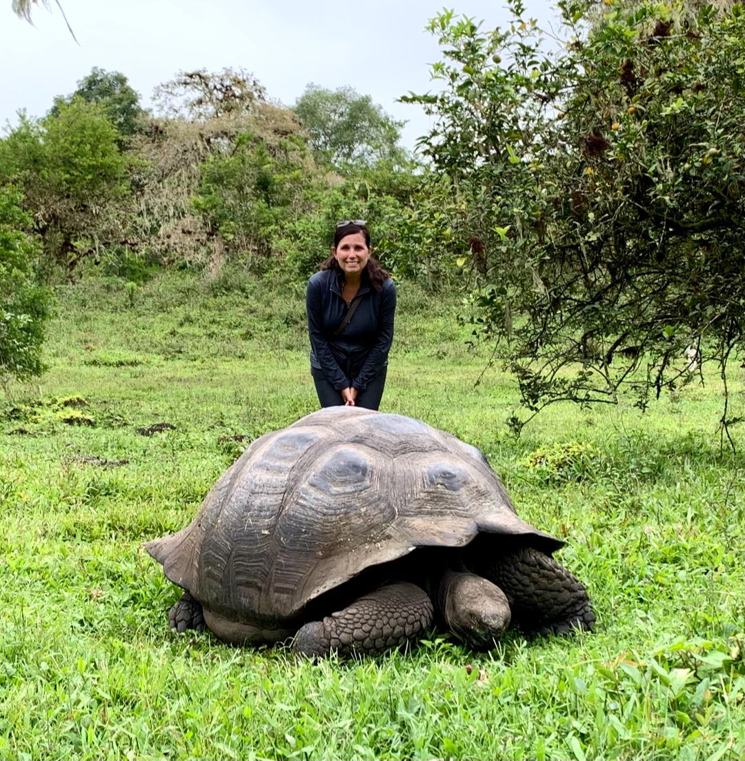 Tortue