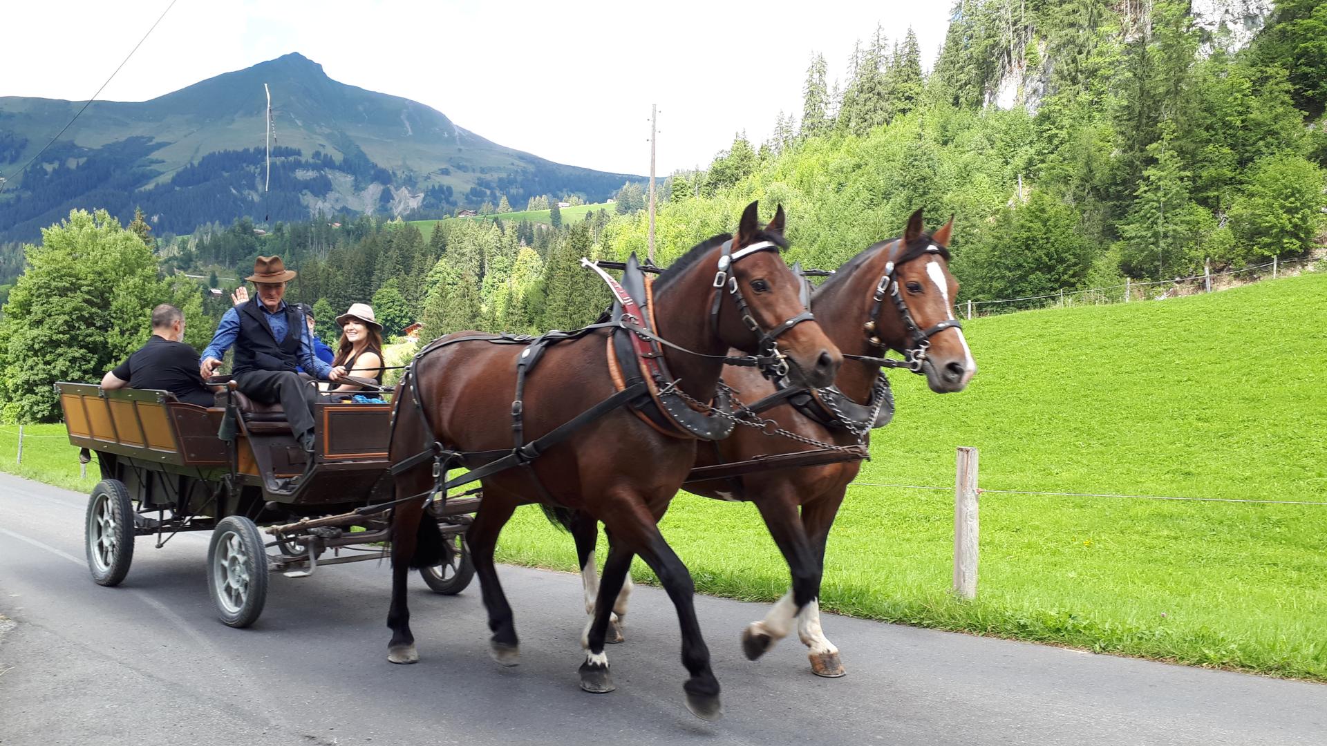 Calèches chevaux Calèches chevaux