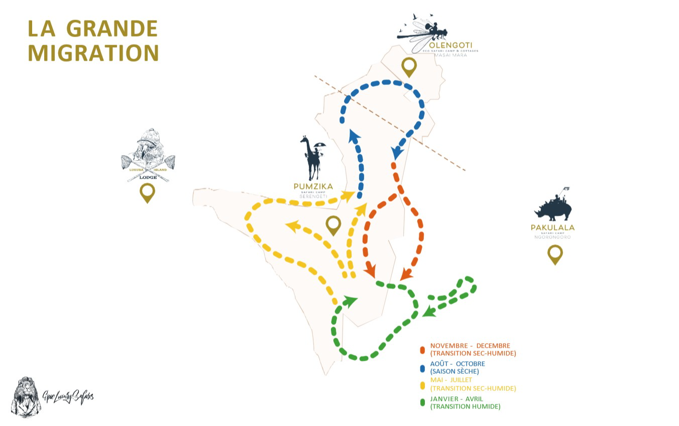 Carte Safari La Grande Migration, carte migratoire Carte Safari La Grande Migration, carte migratoire