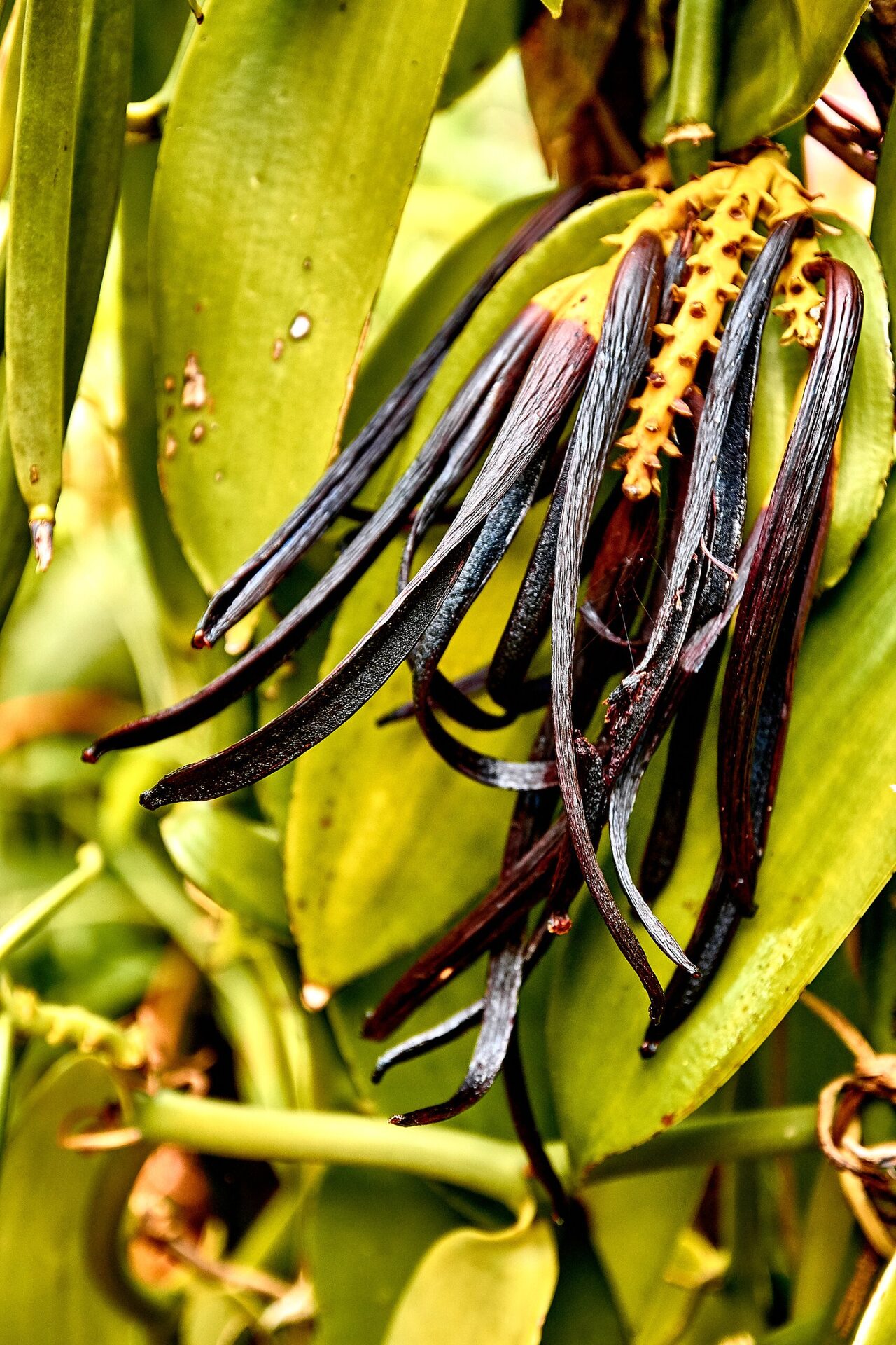 Gousses de vanille de La Réunion