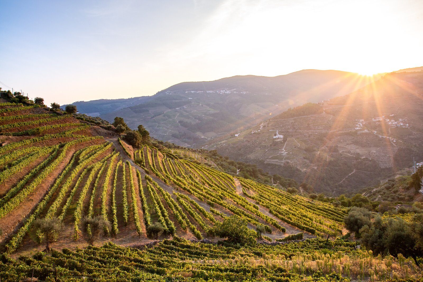 Vignobles en terrasses de la vallée du Douro