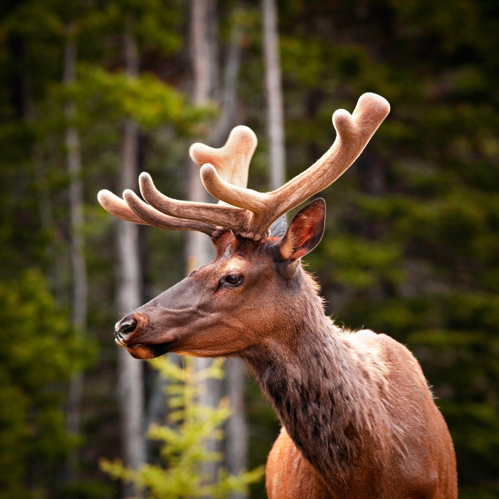 Cervidé aux grands bois dans la forêt canadienne