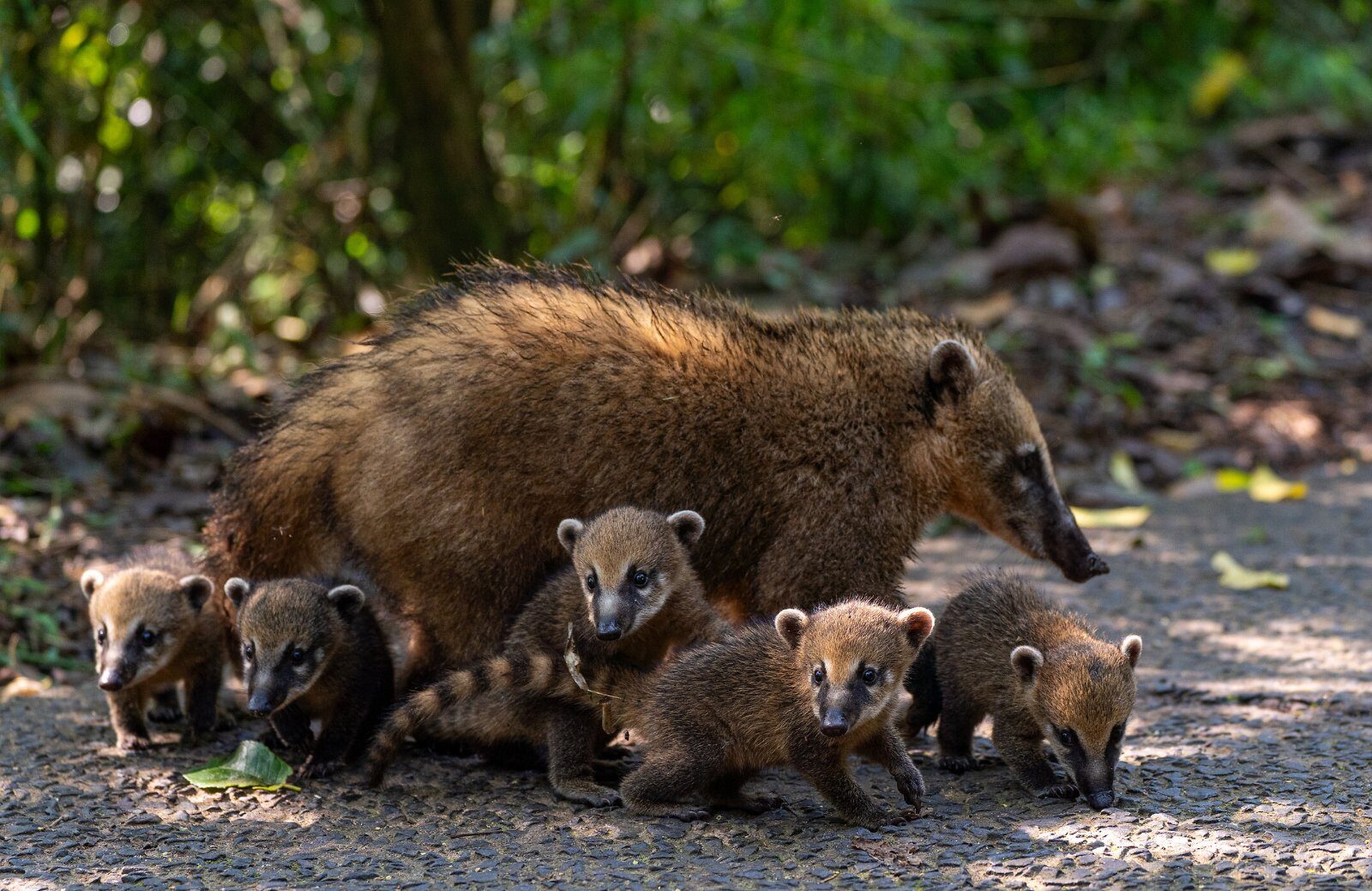 Coatis au bord d