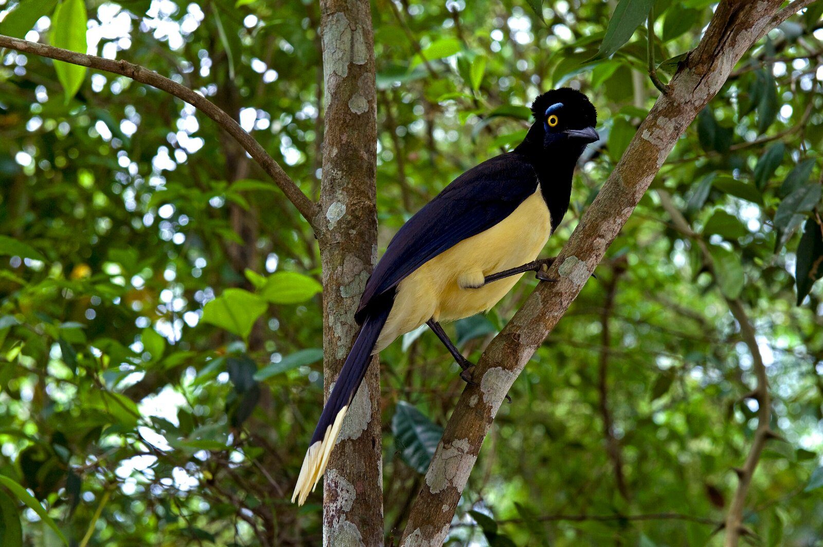 Oiseau tropical dans la forêt atlantique d