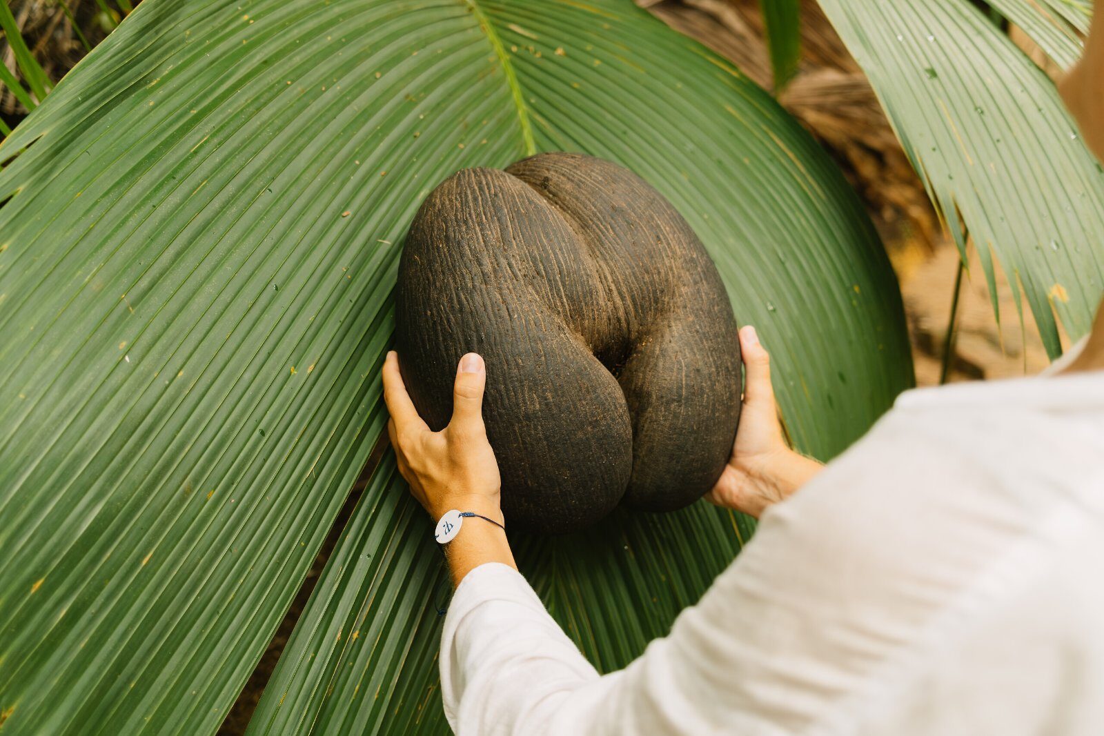 Coco de mer, la noix géante de Praslin
