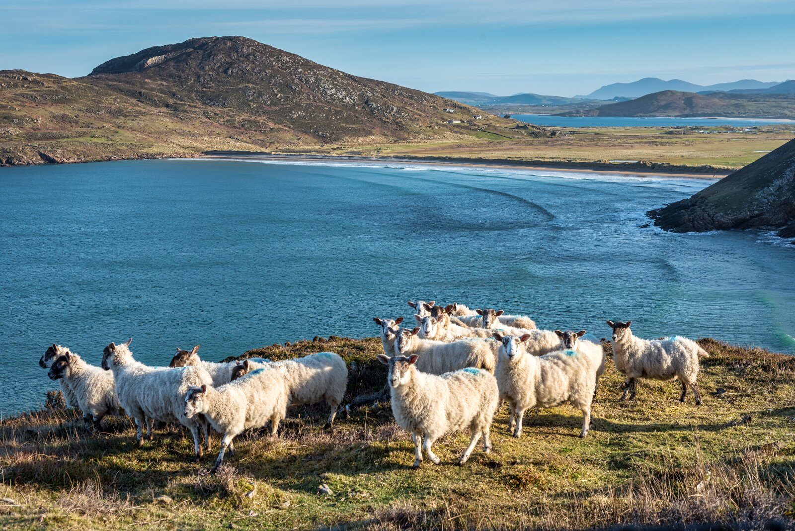 Moutons au bord d