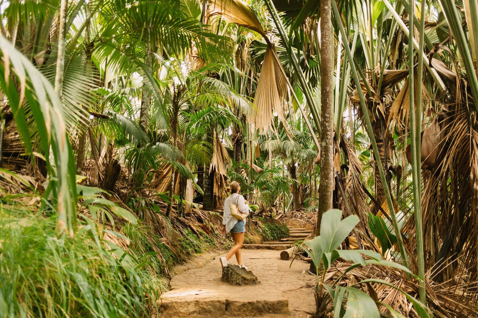 Sentier dans la forêt tropicale des Seychelles