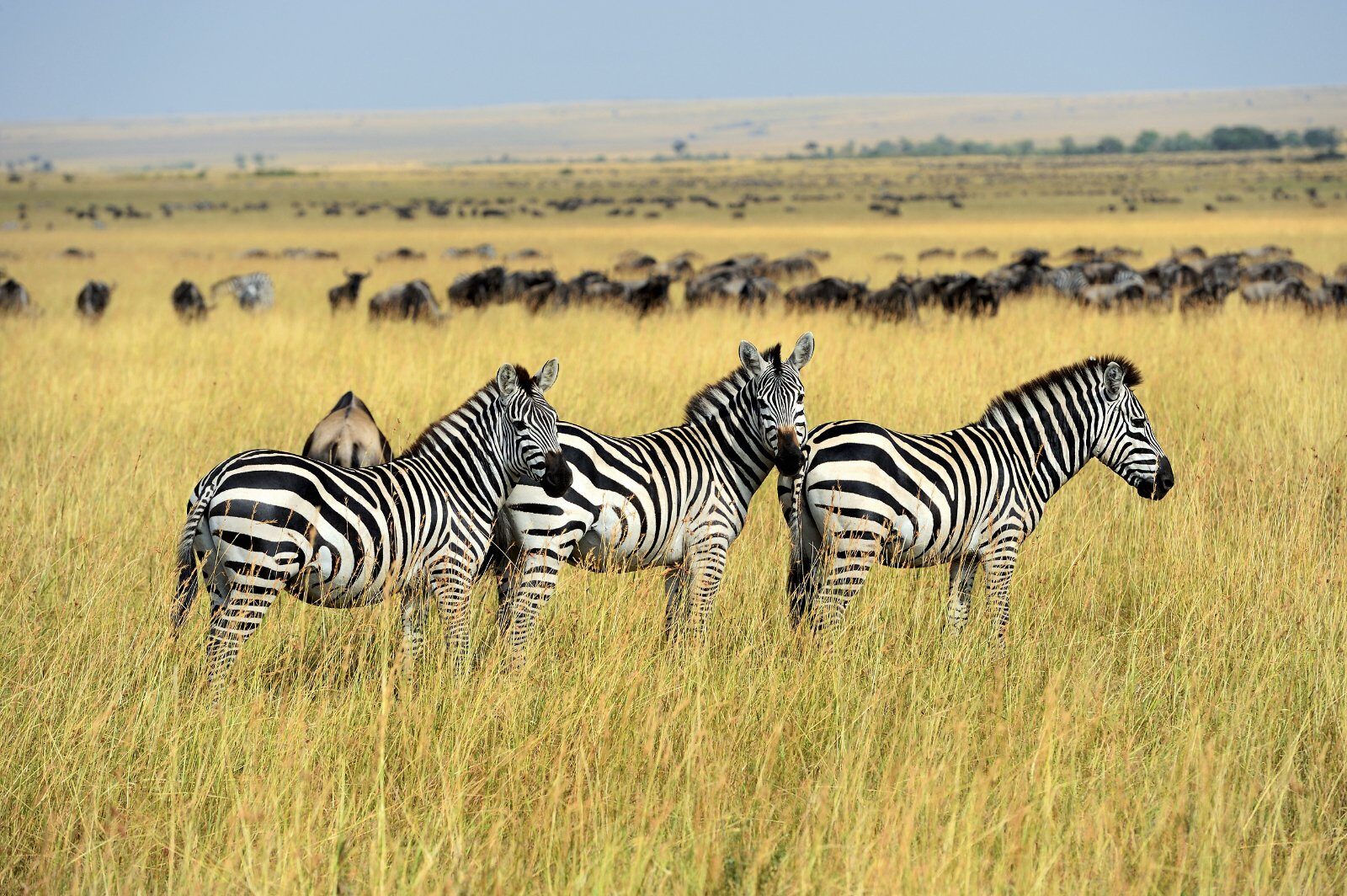 Zèbres dans la savane de Tanzanie