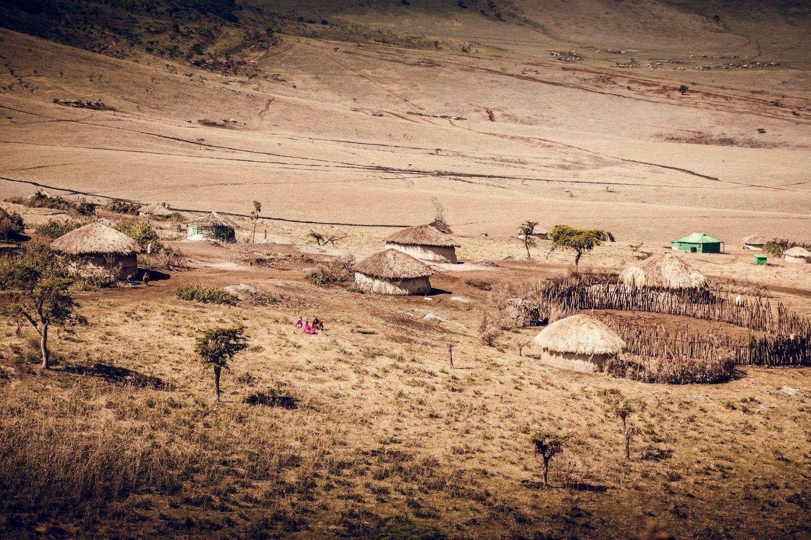 Troupeau dans les plaines de Tanzanie