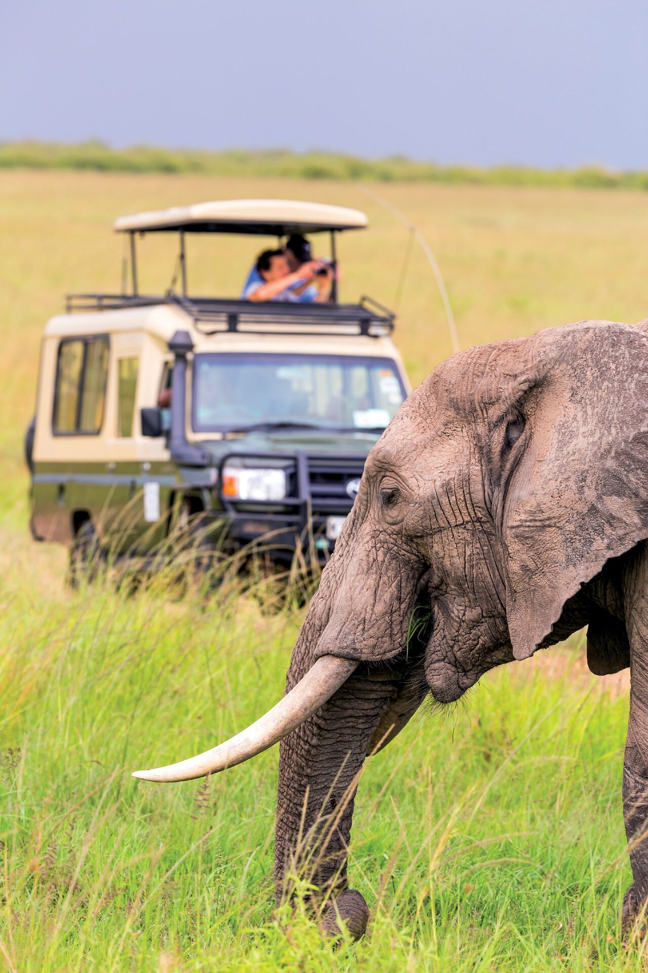 Véhicule de safari dans la savane