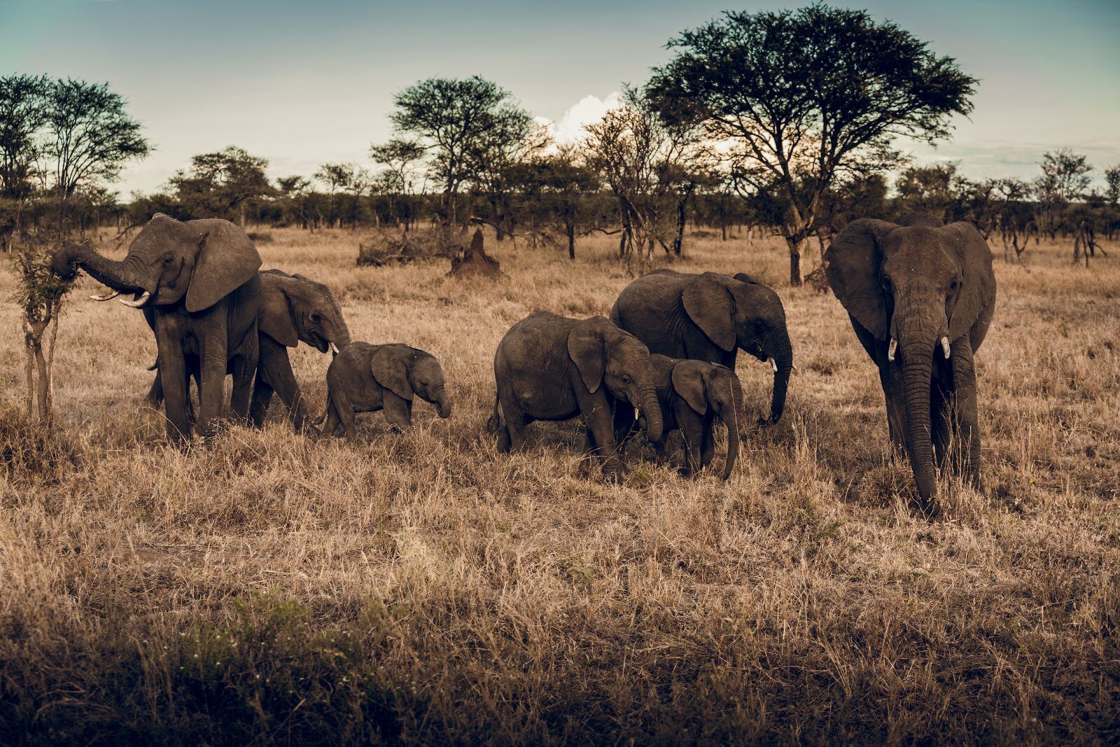 Famille d