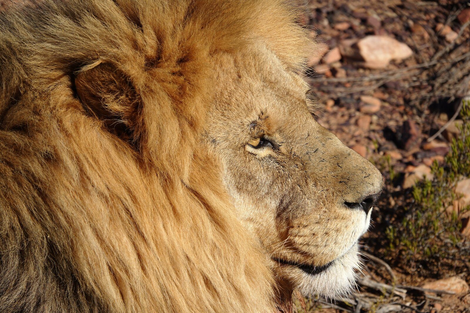 Lion au repos dans la savane sud-africaine