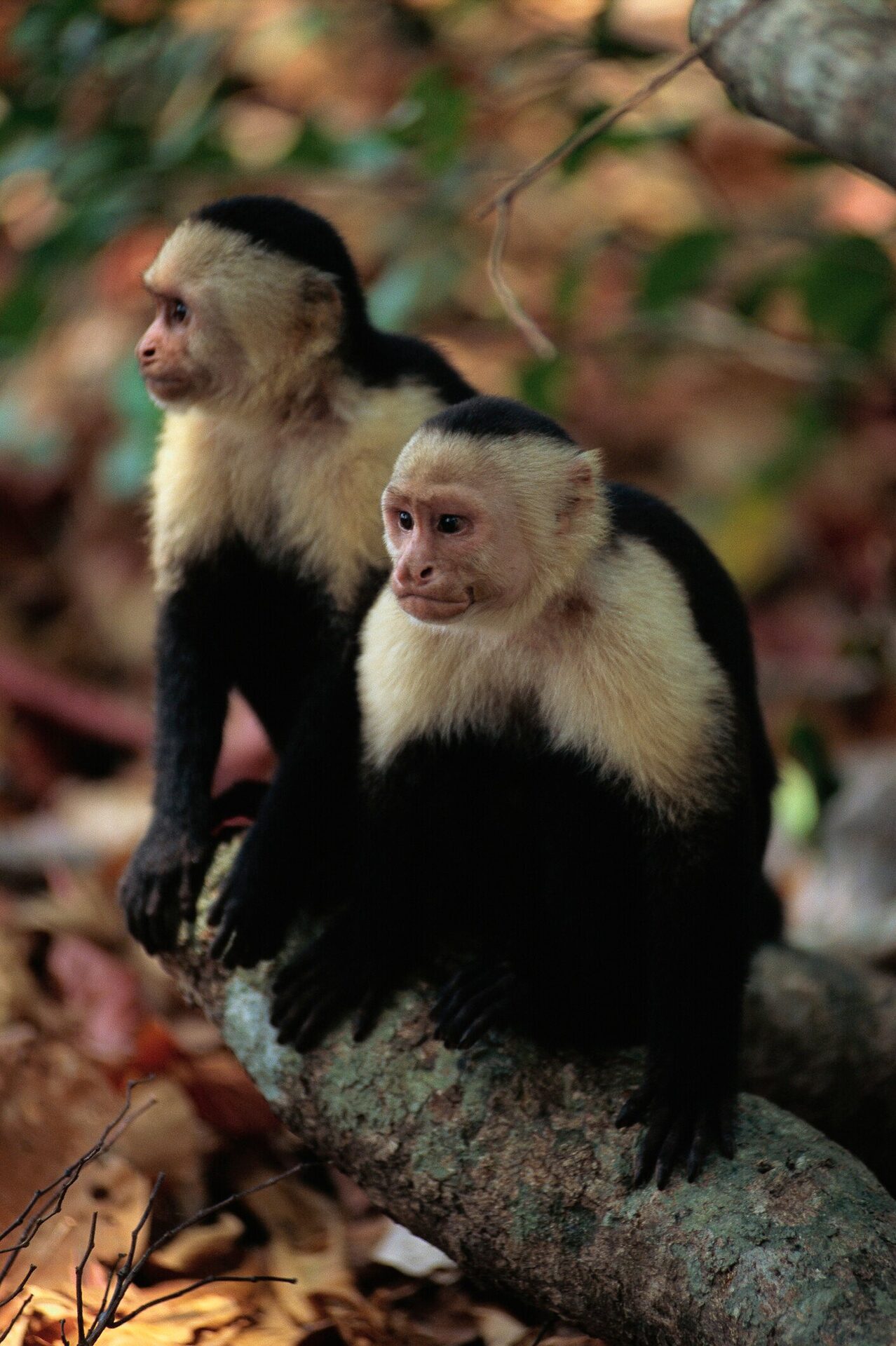 Singes capucins dans la forêt du Costa Rica