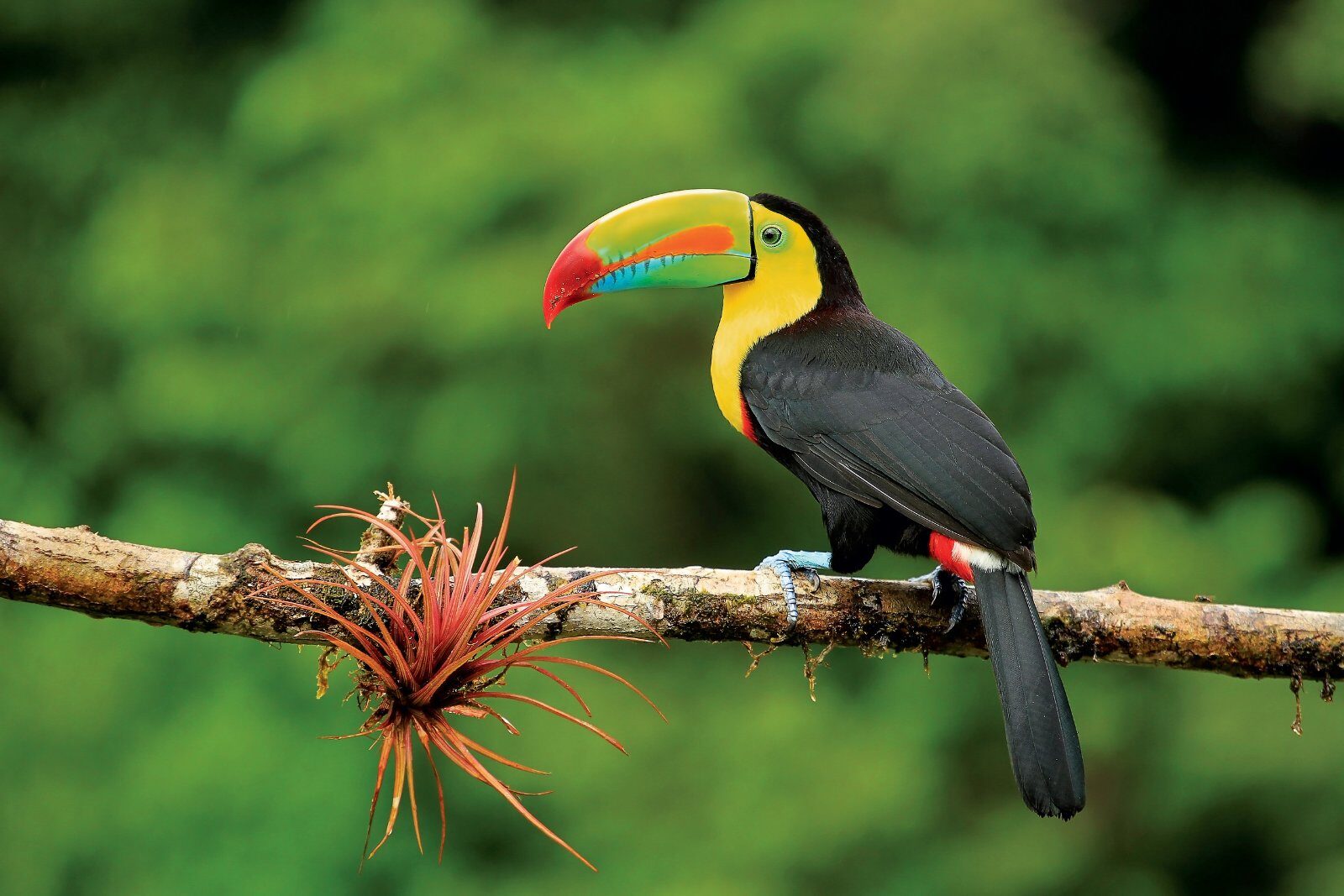 Toucan perché sur une branche