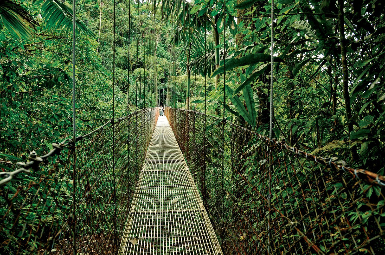Pont suspendu dans la forêt tropicale du Costa Rica