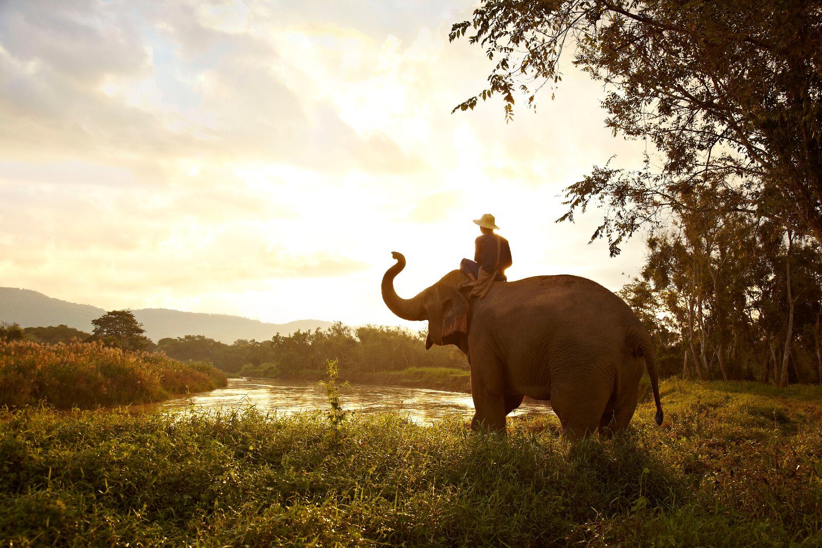 Éléphant dans la nature thaïlandaise