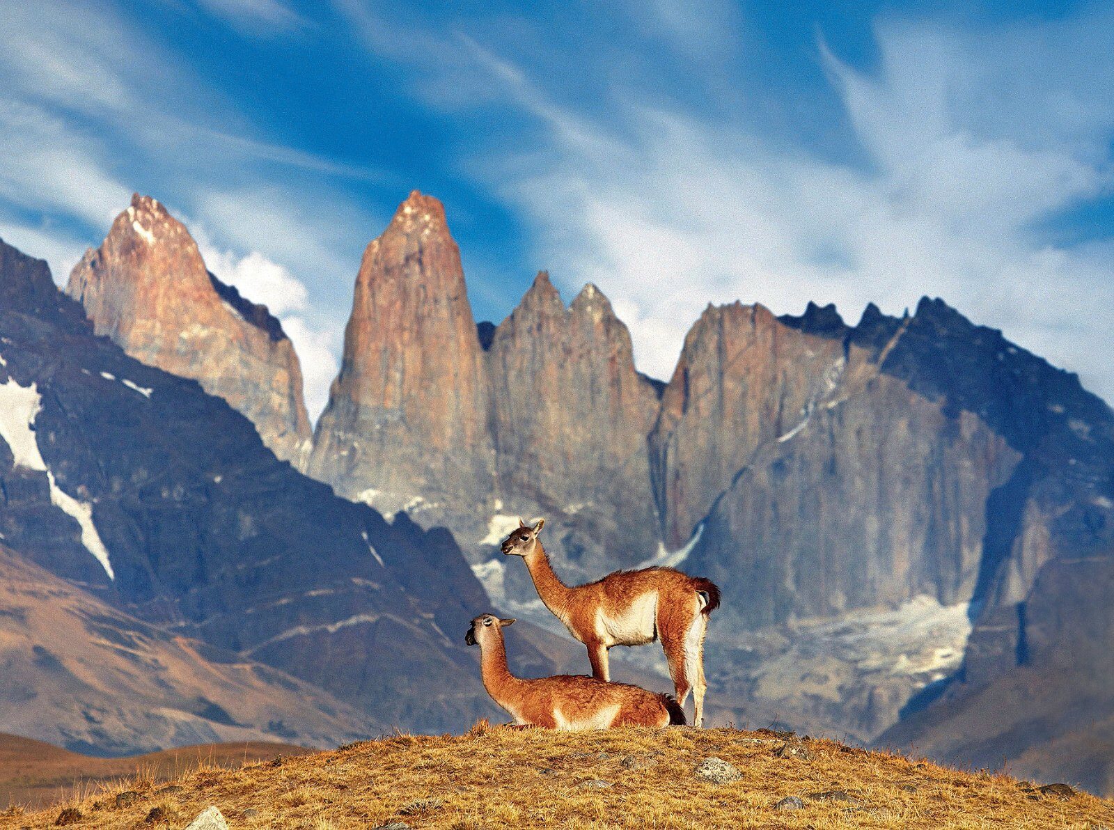 Guanaco devant les tours du parc Torres del Paine