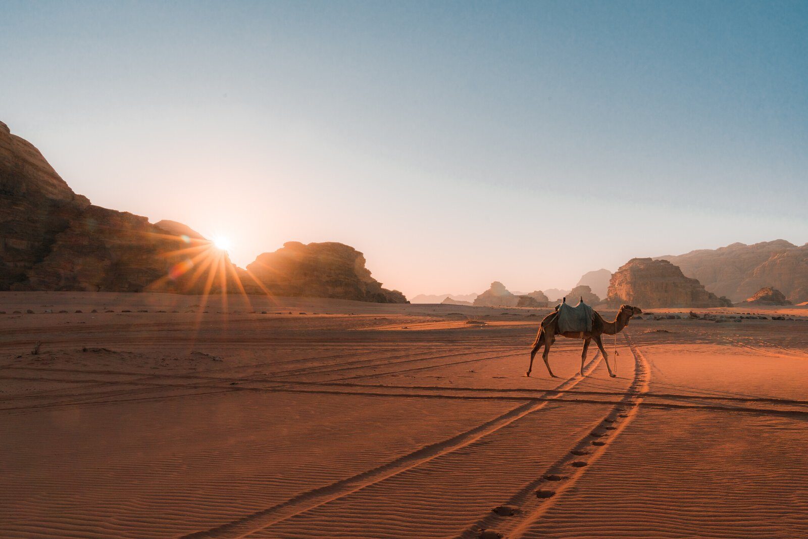 Chameau dans le désert du Wadi Rum au coucher du soleil