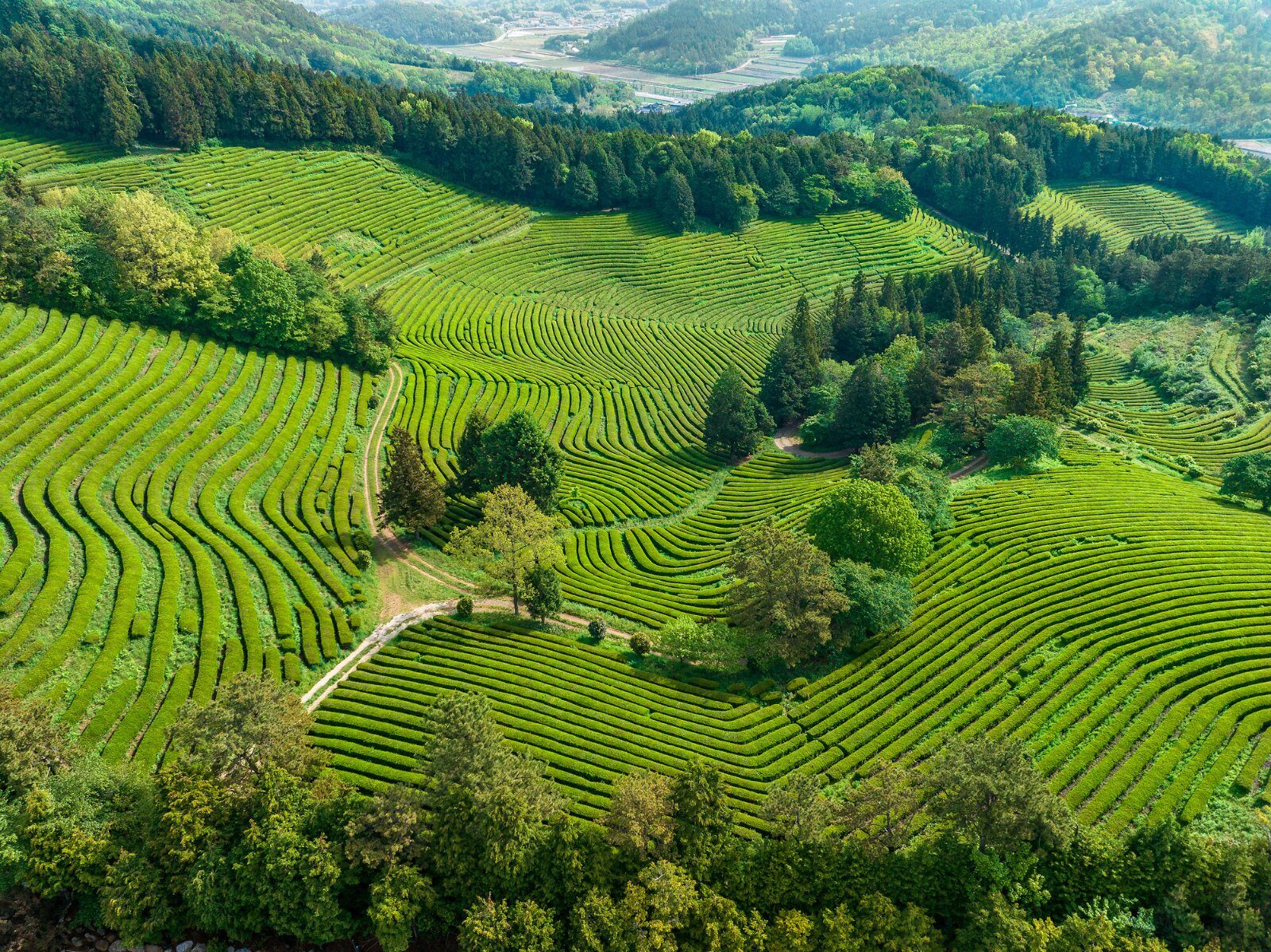 Plantations de thé en terrasses en Corée du Sud