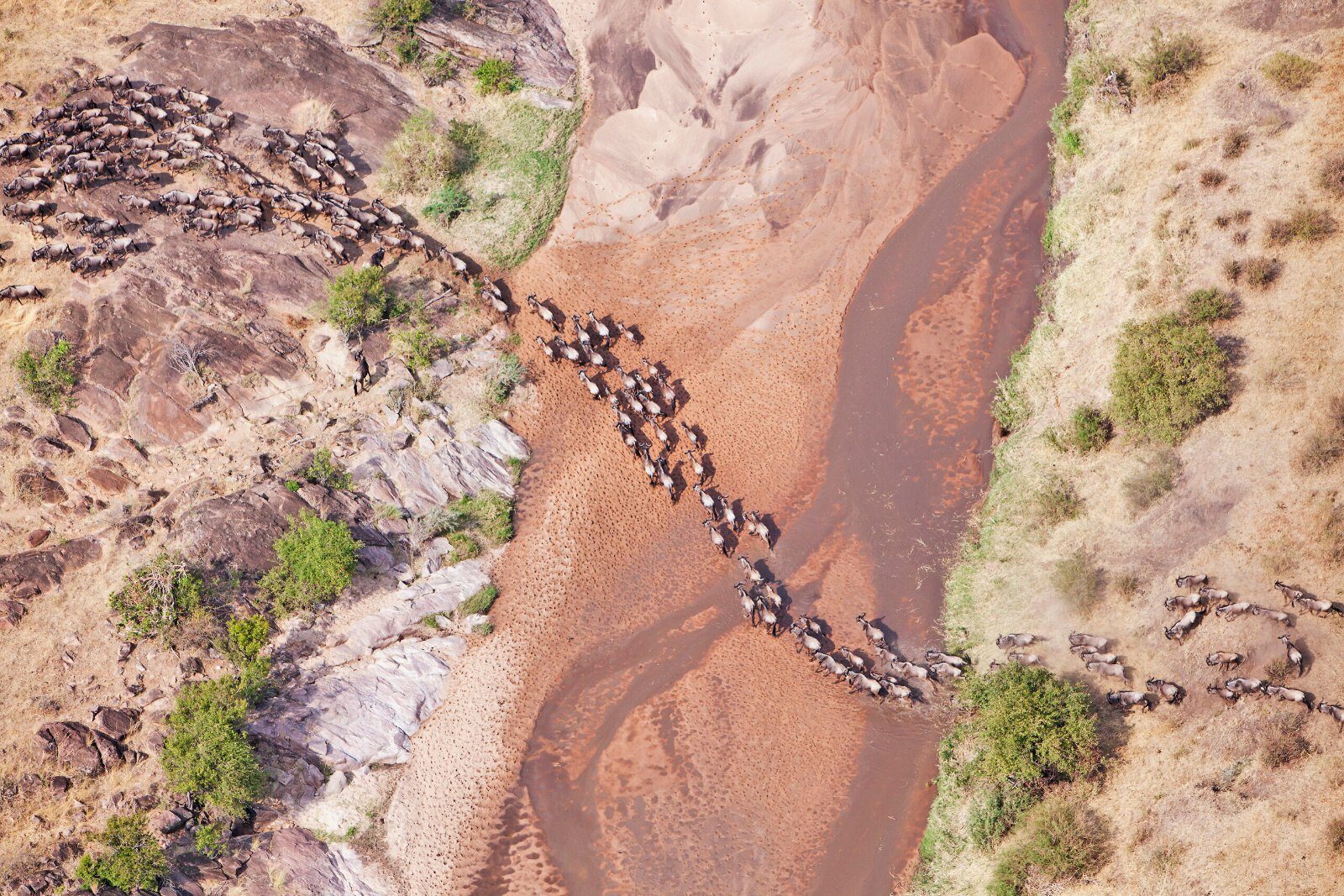 Troupeau traversant la savane kényane vu du ciel