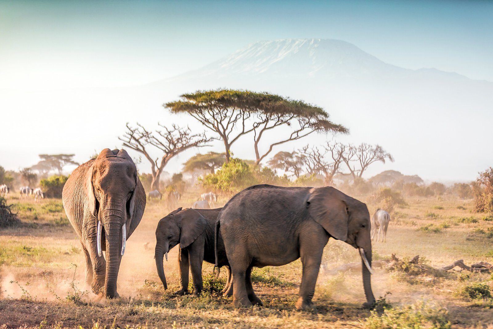 Éléphants au pied du Kilimandjaro