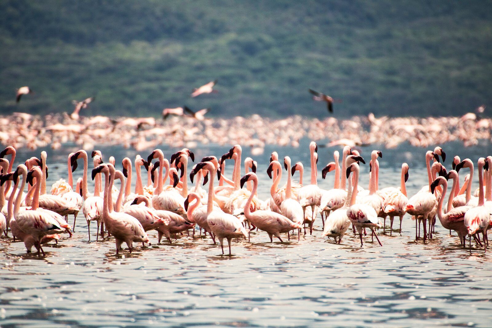 Flamants roses sur un lac du Kenya
