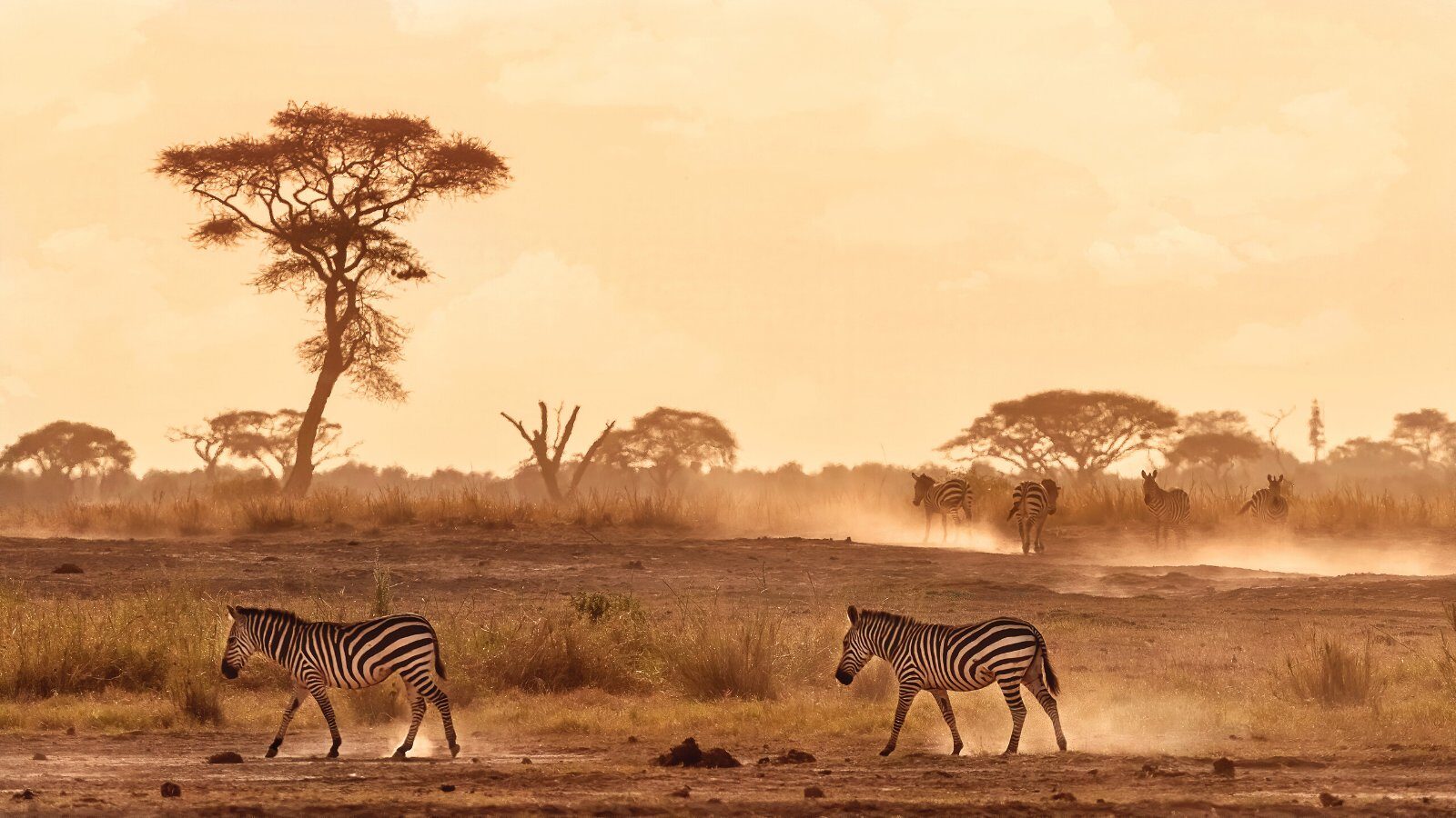 Zèbres sous un acacia au coucher du soleil