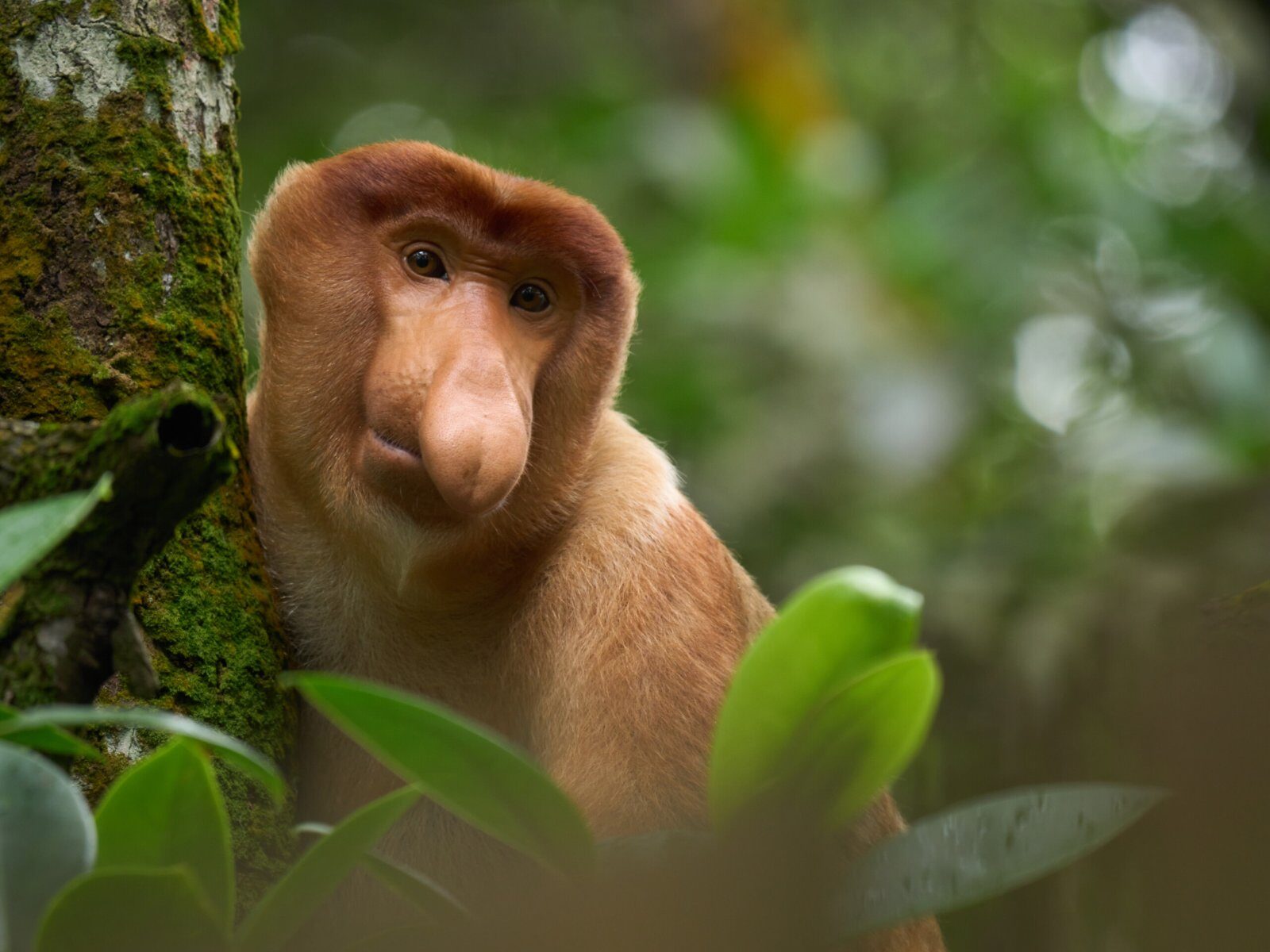 Proboscis monkey, the emblematic primate of Borneo