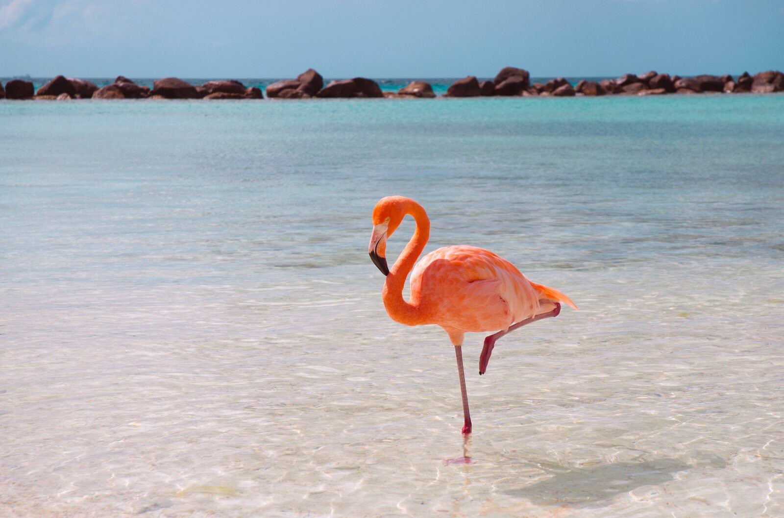 Pink flamingo in the clear water of a Caribbean island