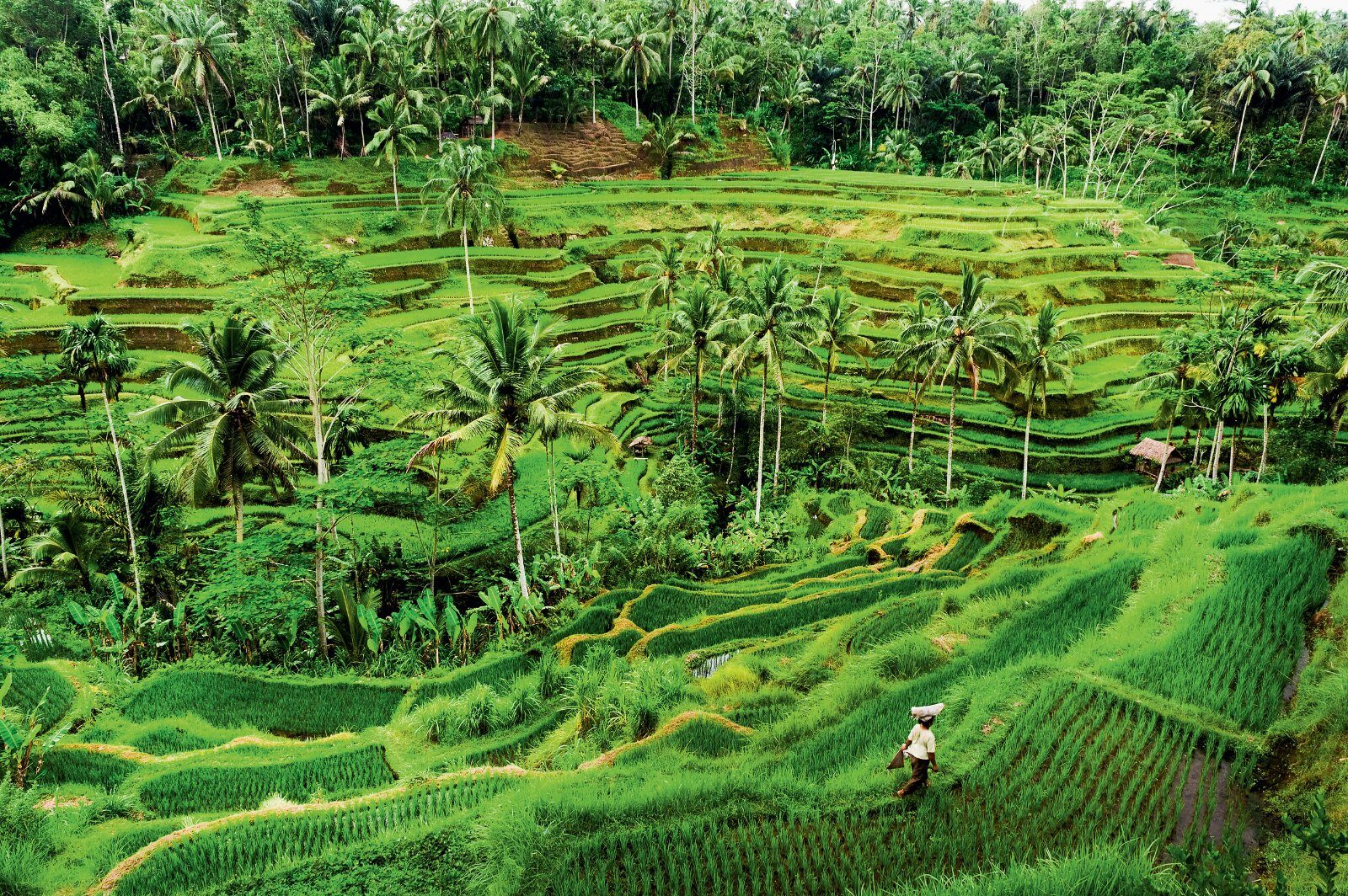 Rice terraces in central Bali