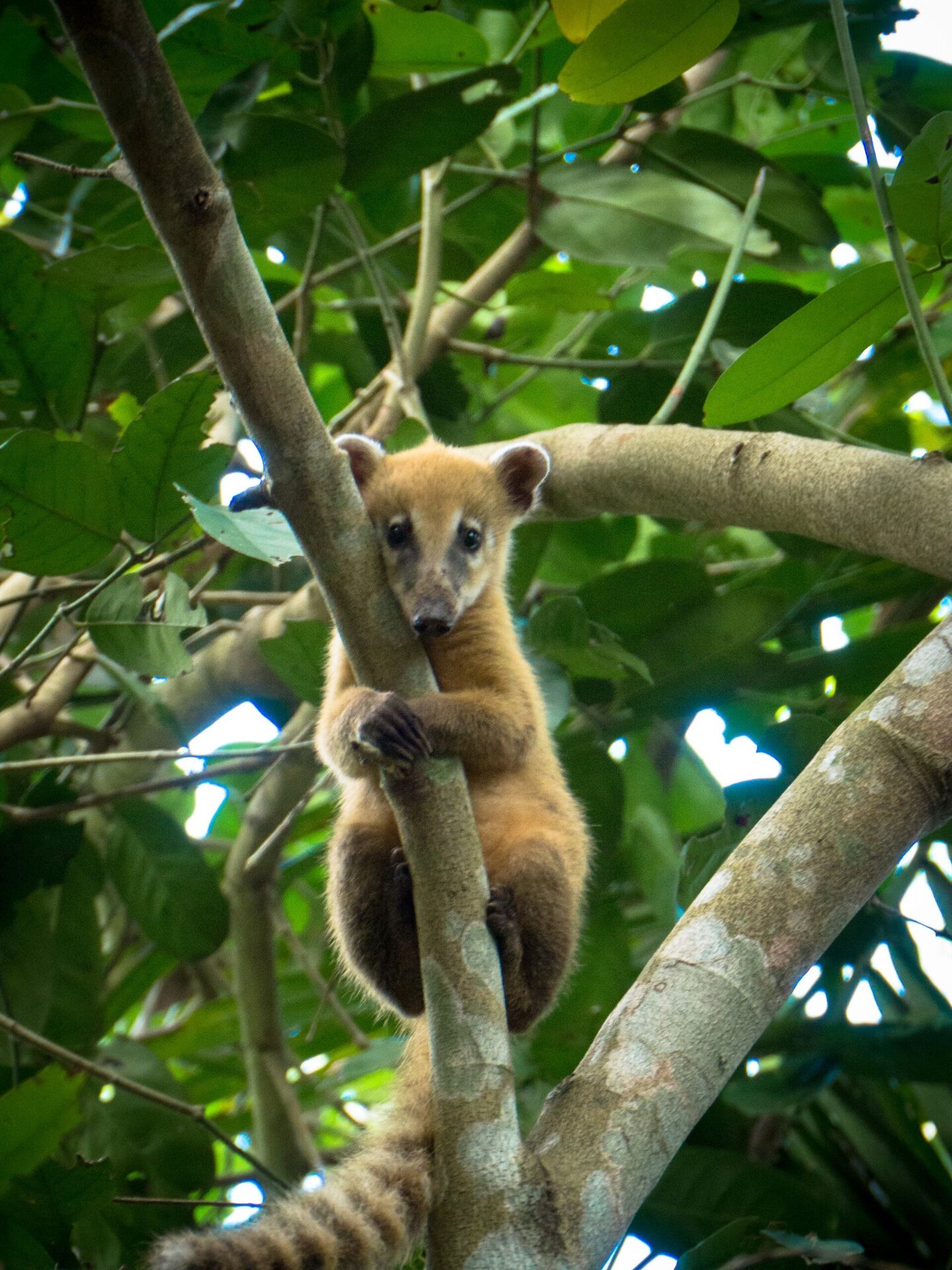 Coati on a branch near Iguazú Falls