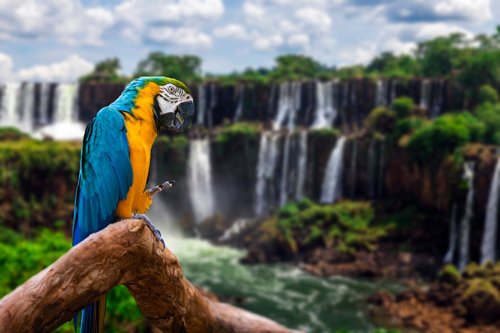 Macaw in front of Iguazú Falls