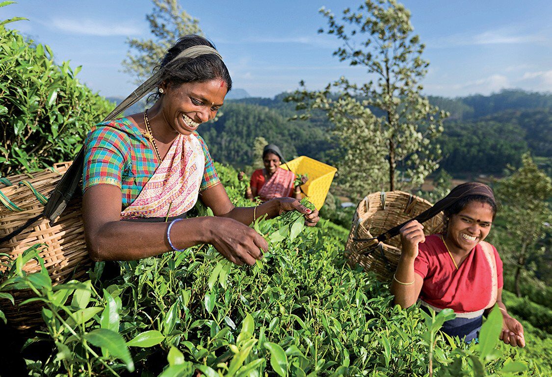 Tea picker on a plantation in Sri Lanka