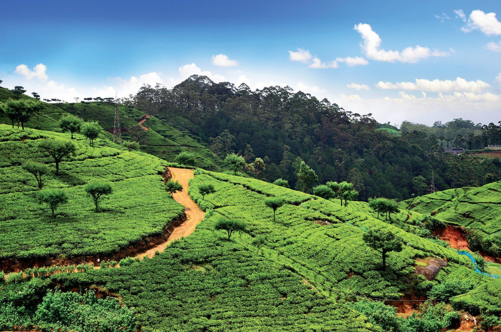 Tea plantations seen from above in Sri Lanka