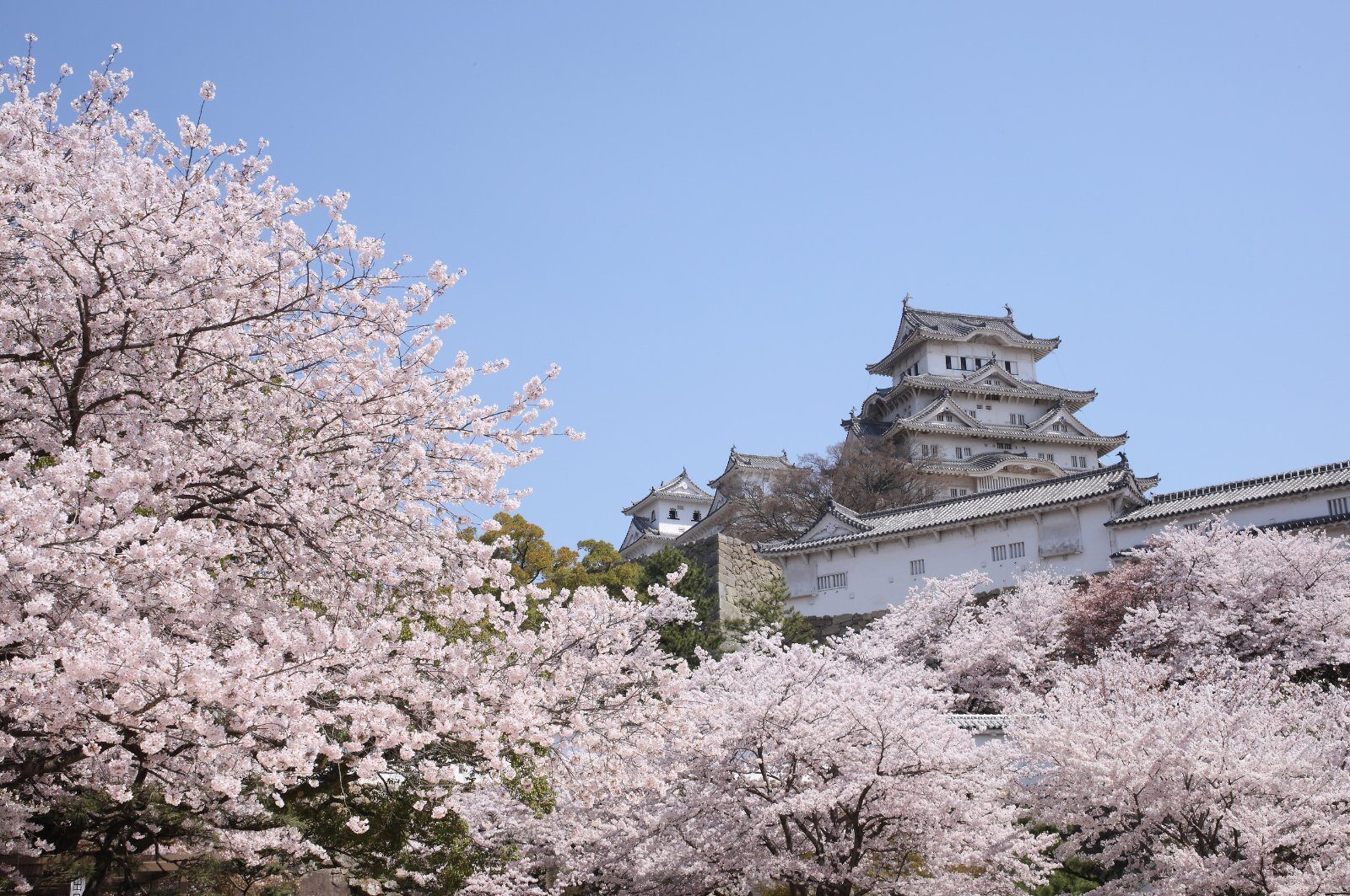 Japanese castle among cherry blossoms