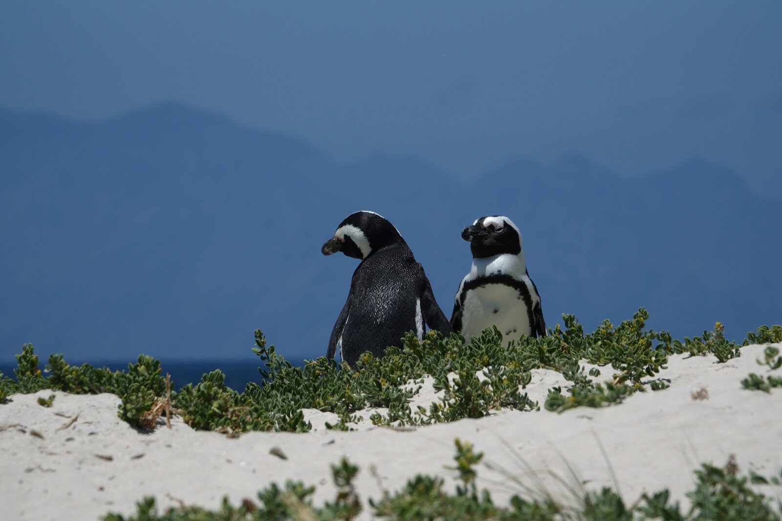 African penguins on a South African beach