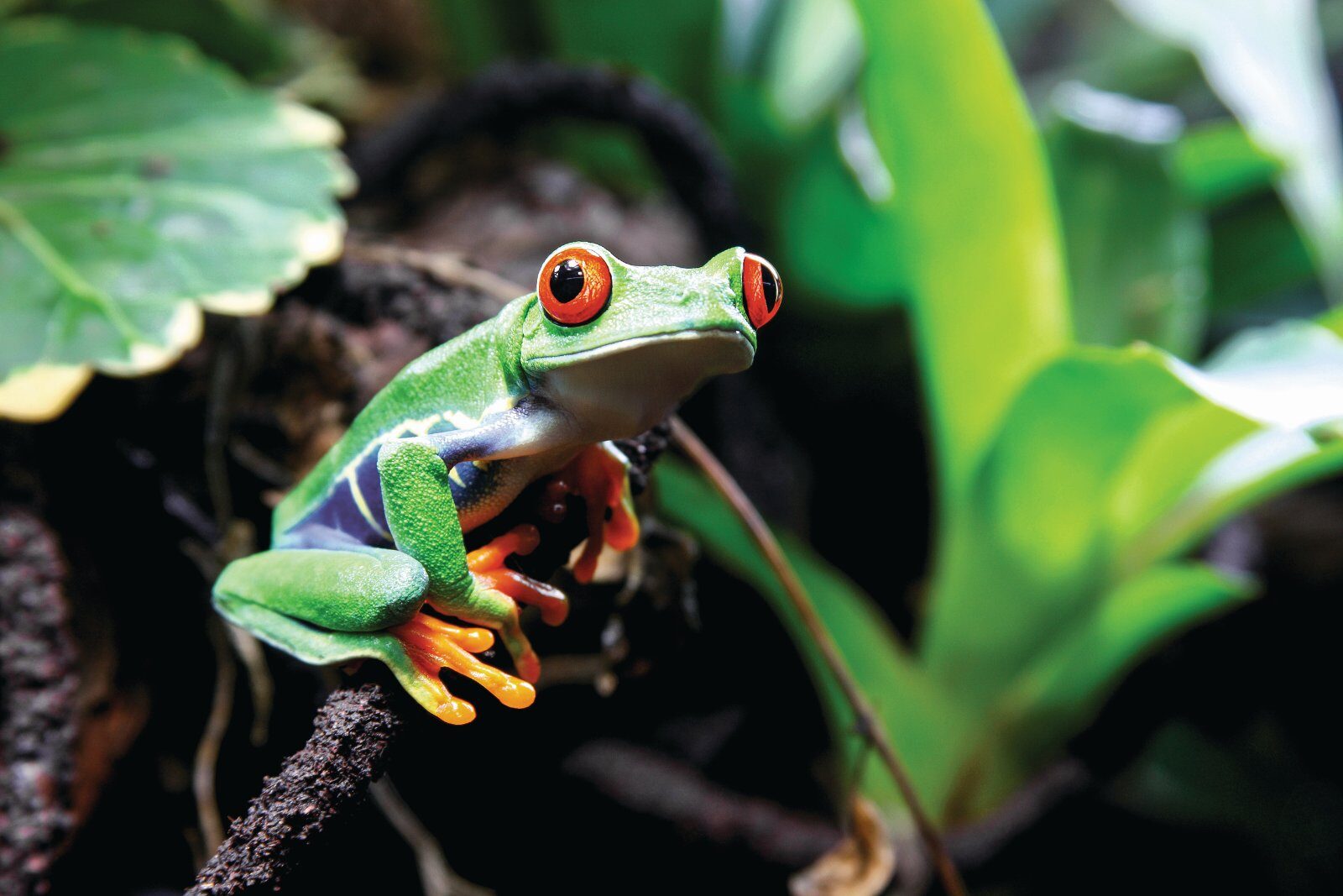 Red-eyed tree frog on a leaf