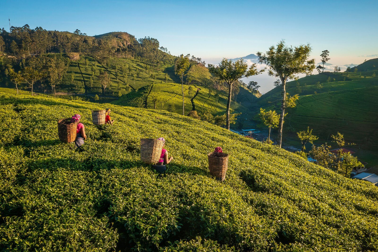 Tea plantations on the hills of Sri Lanka