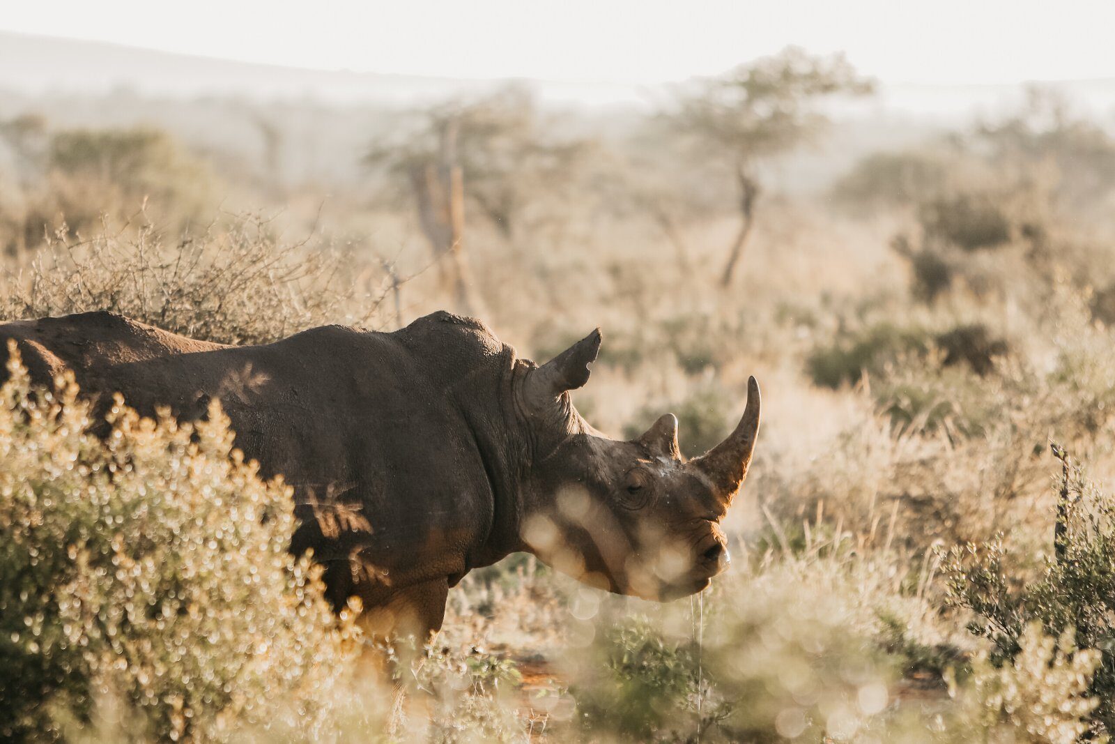 Rhinoceros on the Kenyan savannah