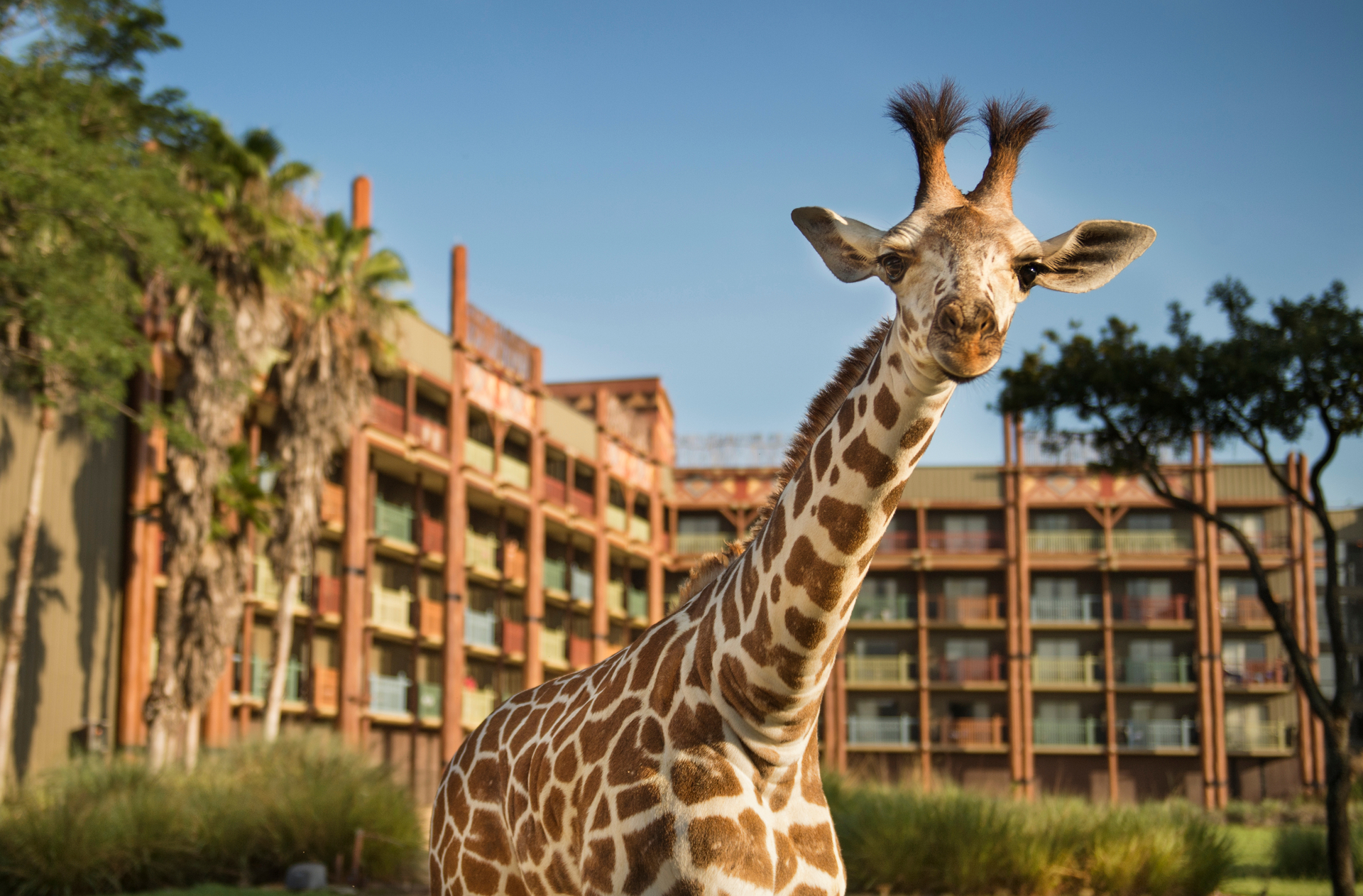 Site at Disney’s Animal Kingdom Villas - Jambo House at Walt Disney World in Florida