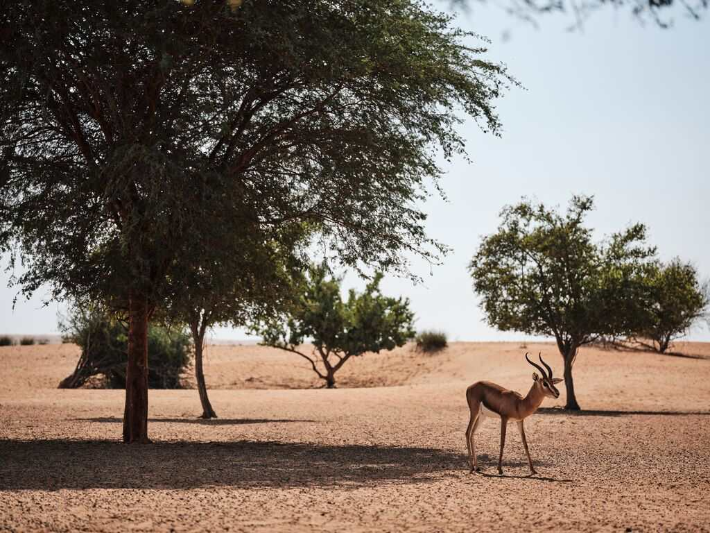 Antilope dans le désert d'Al Maha