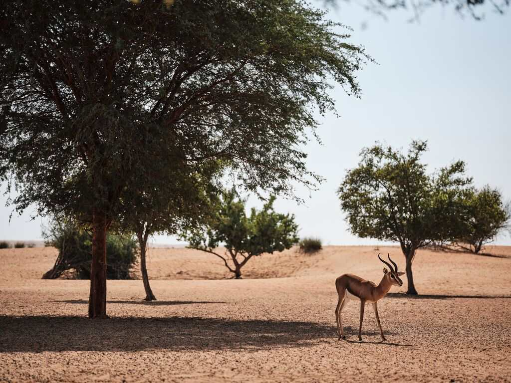Antilope dans le désert d'Al Maha Antilope dans le désert d'Al Maha