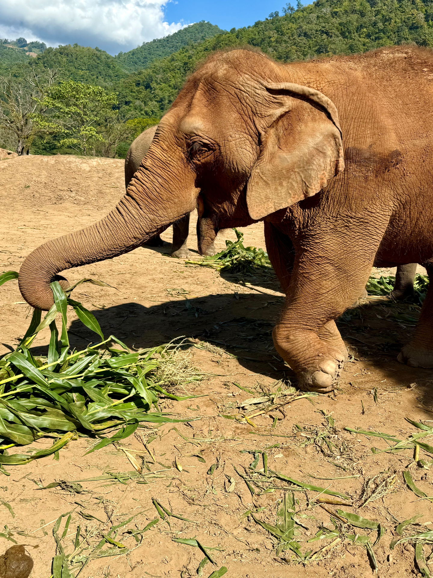 Éléphant prenant son repas au Elephant Nature Park , Chiang Mai, Thailande undefined