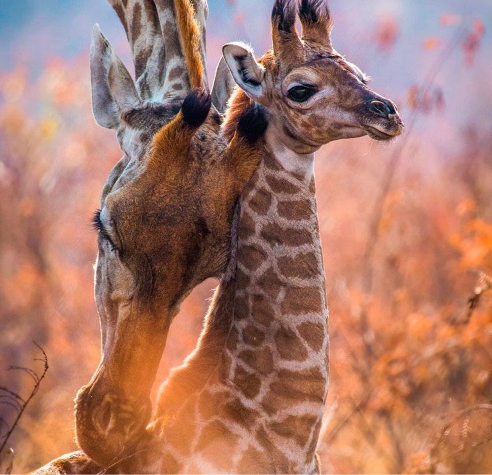 Girafe Safari Classique Nyota