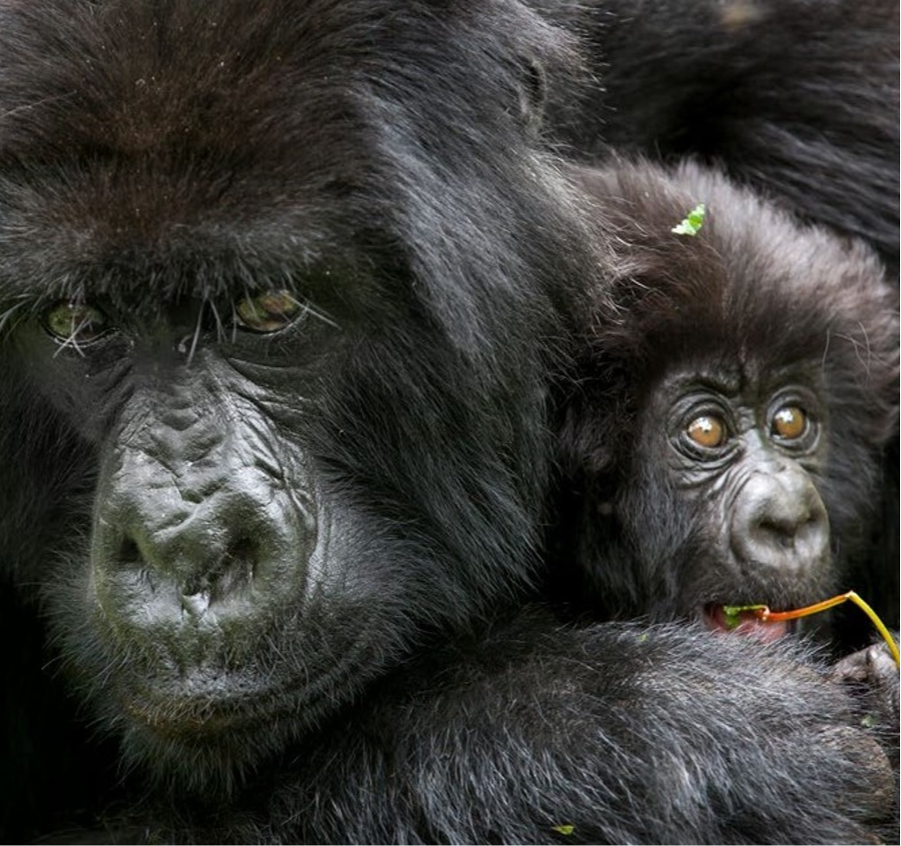 Maman gorille et son bébé