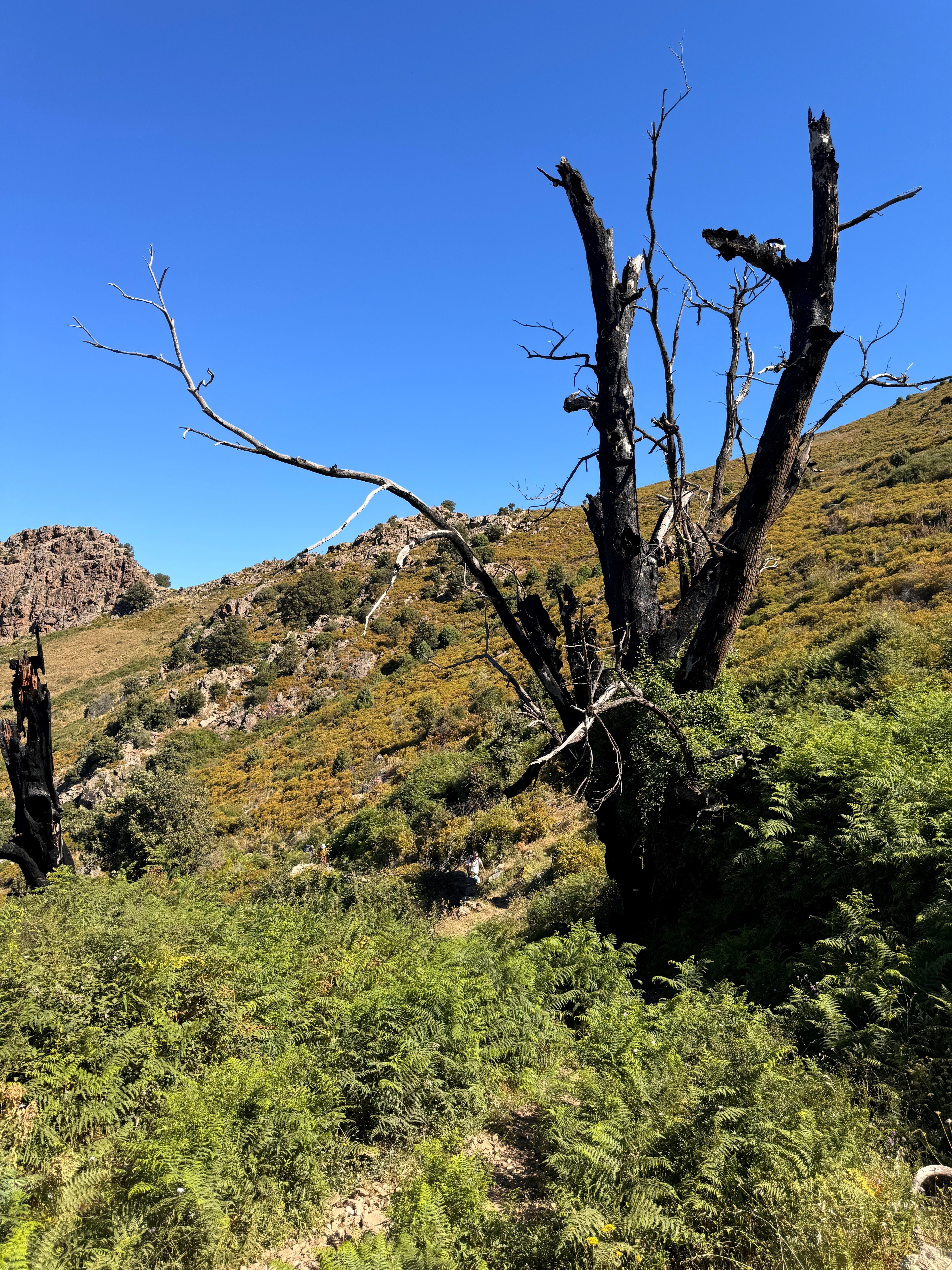 Végétation sur la montée de Calenzana