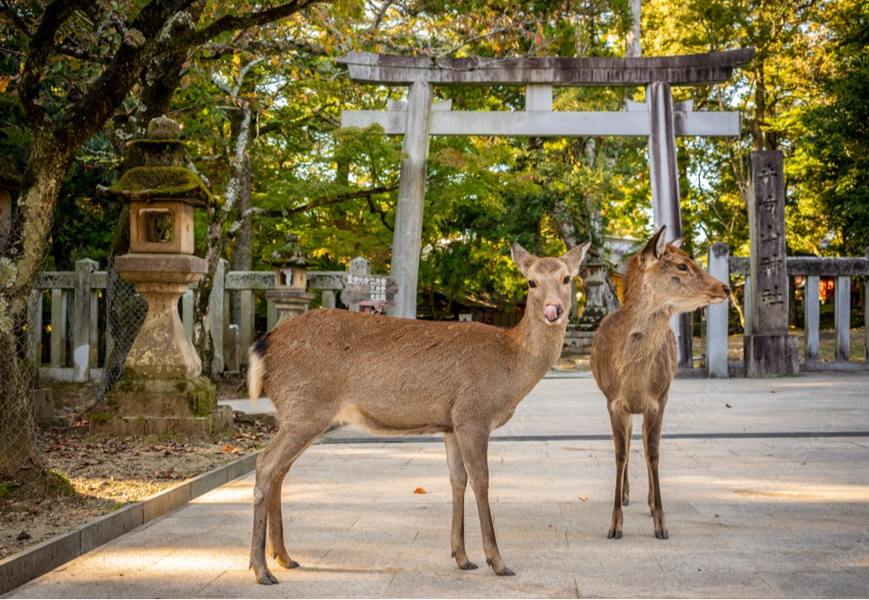 Cerf en liberté